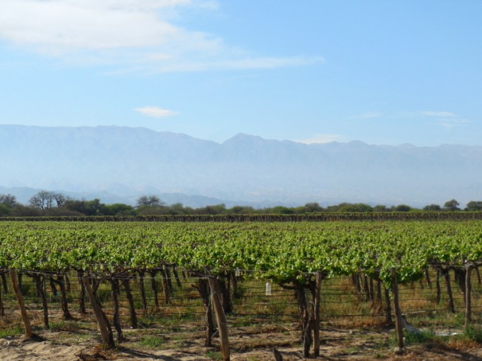 Cafayate vinews 4