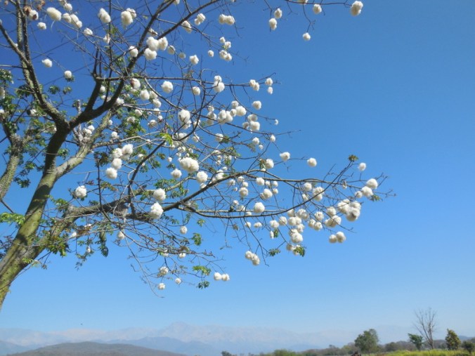 Cotton puff tree