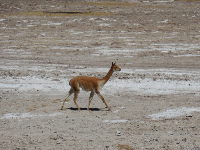 Guanaco or vicuna 1