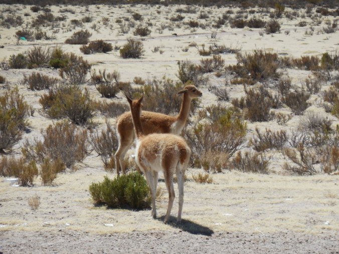 Guanaco or vicuna 3