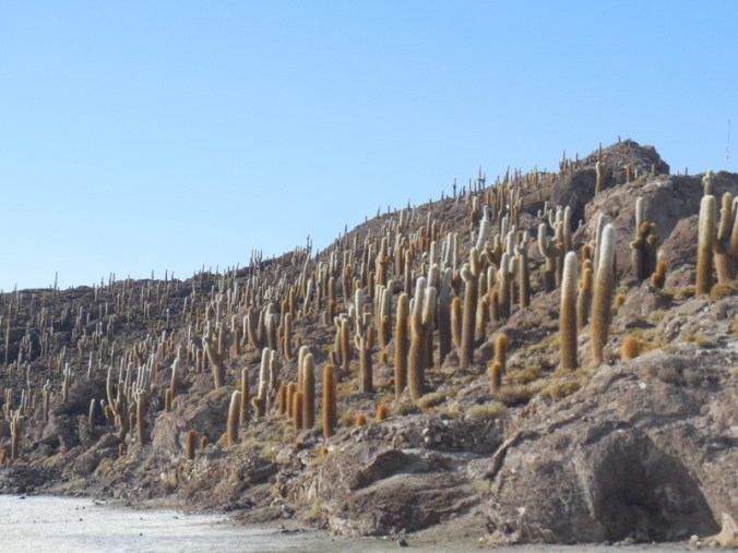 Morning on the island 1