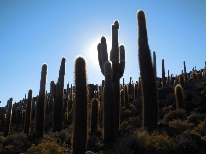 Morning on the island