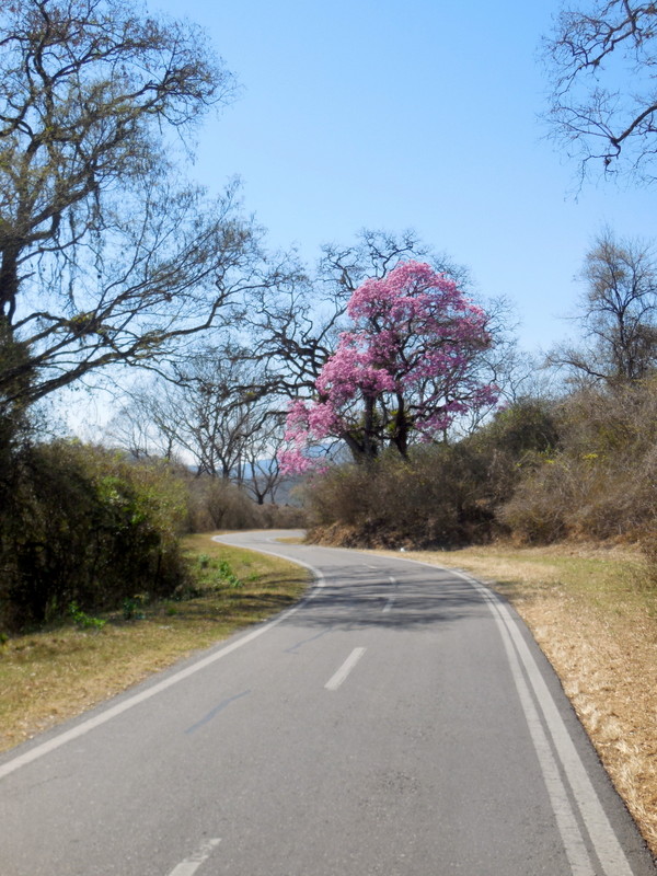 Our road and jacaranda tree 2