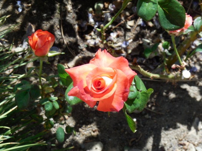 Piattelli vinyard flowers 2