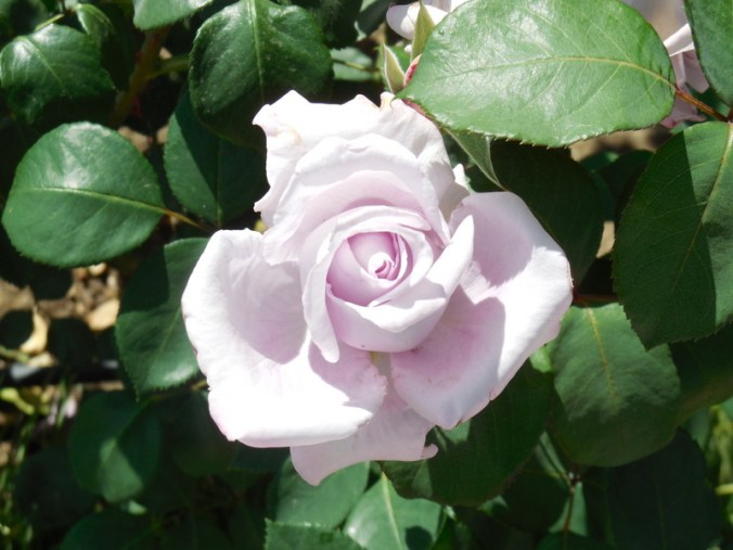 Piattelli vinyard flowers 3