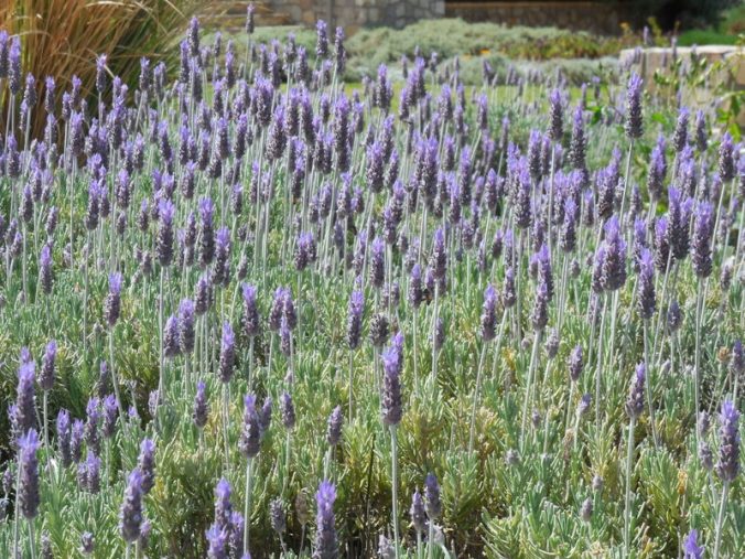 Piattelli vinyard flowers 6