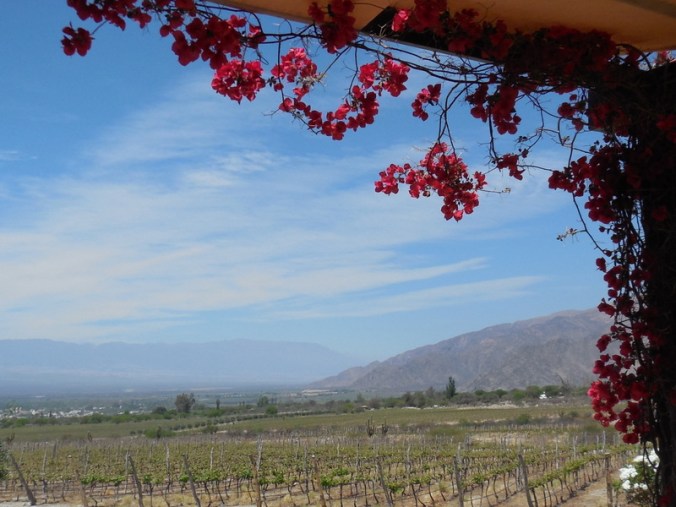 Piattelli vinyards 2