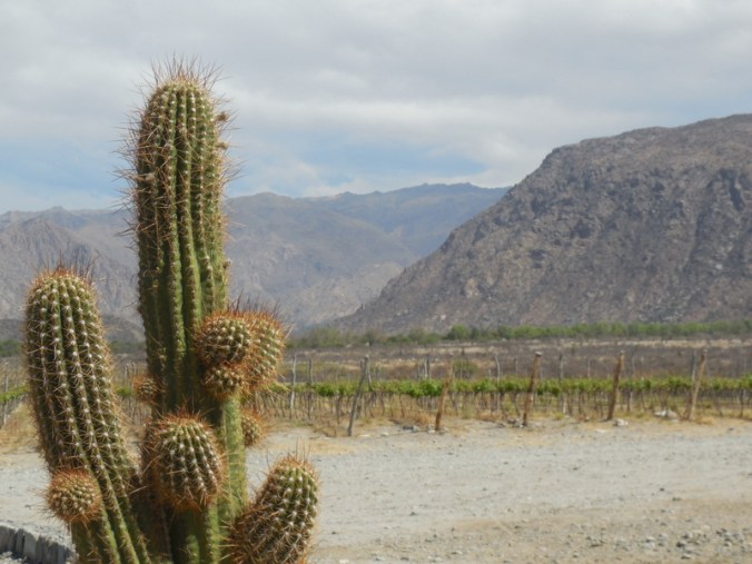 Piattelli vinyards scene 4