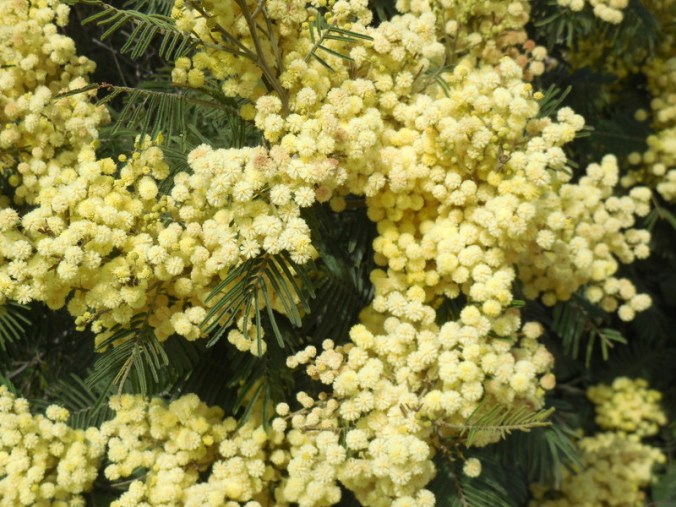 Acacia