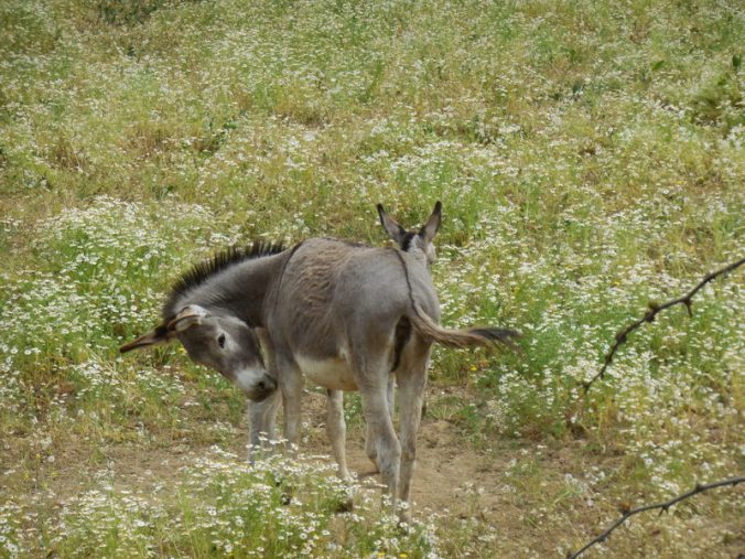 Baby donkey