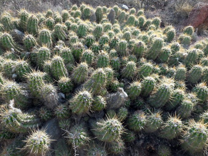 Cacti 1