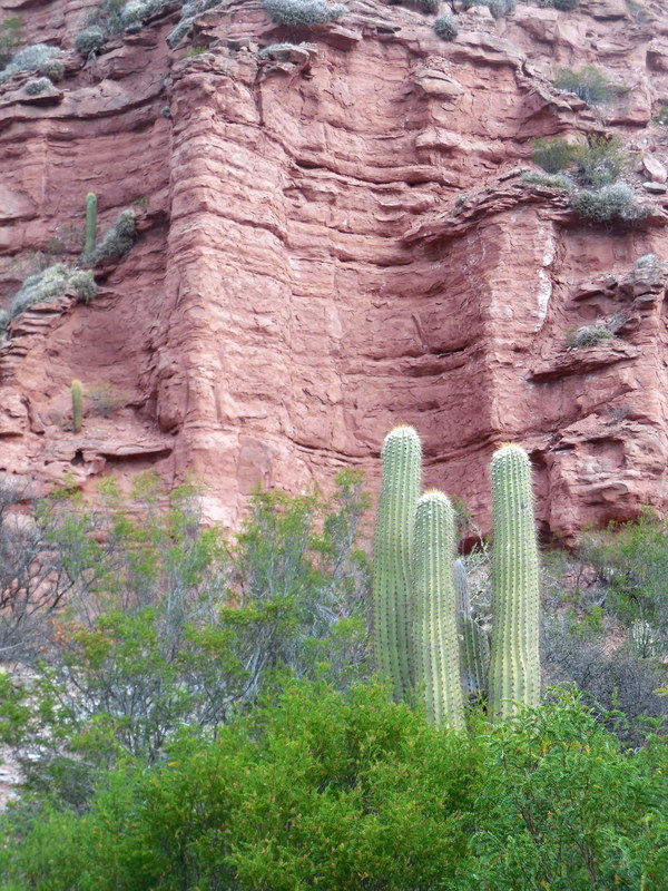 Cacti and red rocks 1