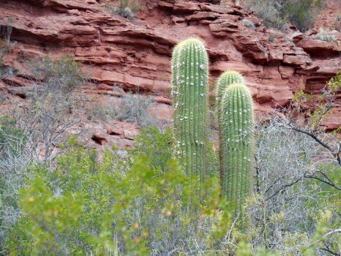 Cacti and red rocks