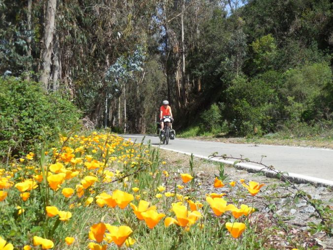 Nancy and the poppies 3