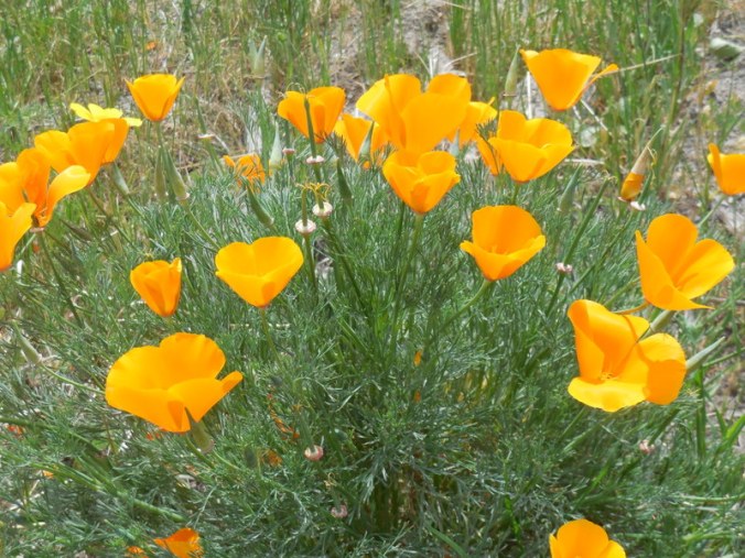 Poppies