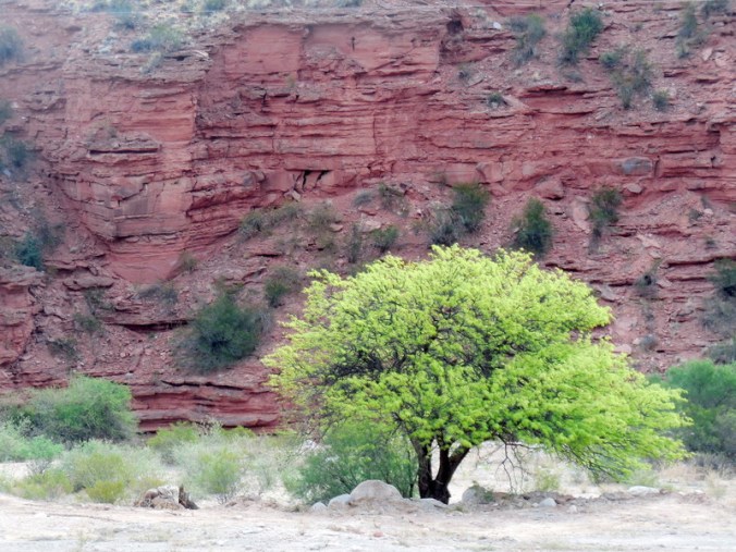 spring tree and red rocks