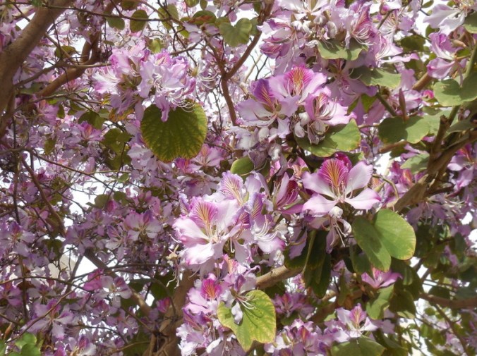 Unknown flowering tree 3