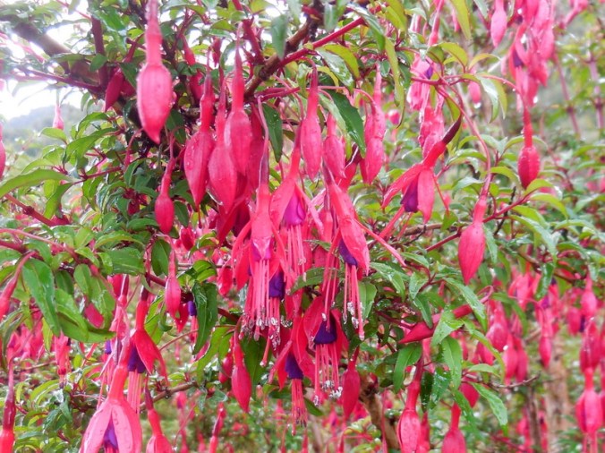 CA fuchsia 1