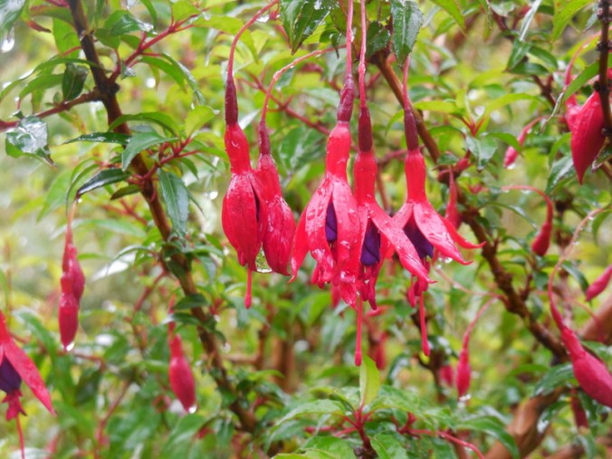 CA fuchsia 2