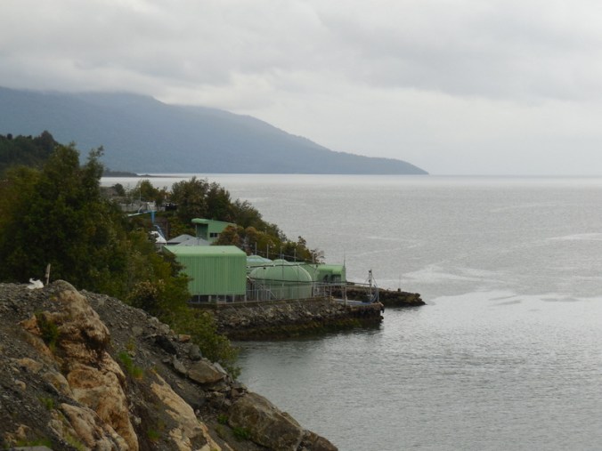 ish farm on Queulat Fjord