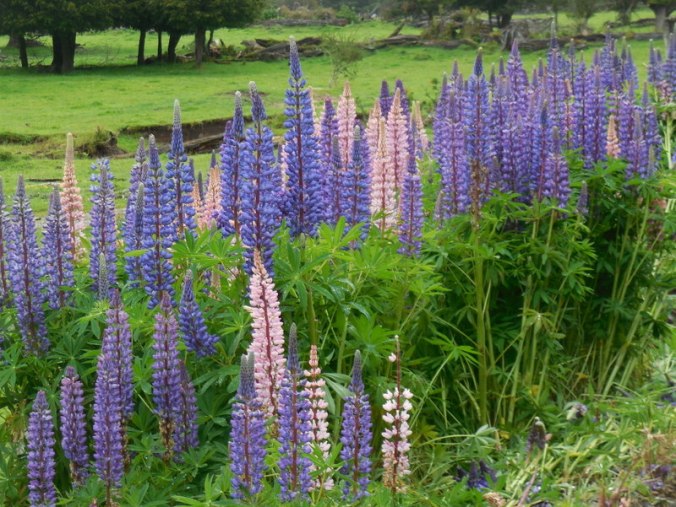 Lupine 1