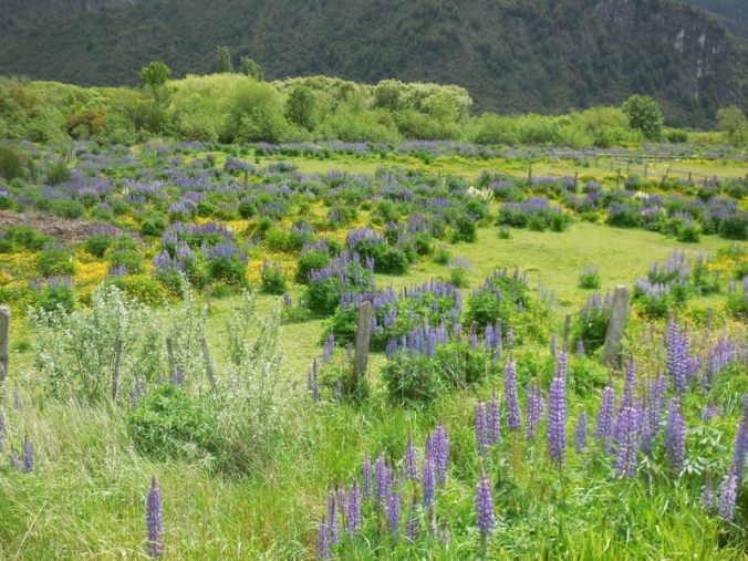 Lupine meadow