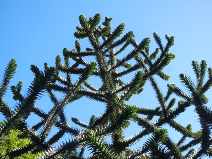 Monkey puzzle tree 2