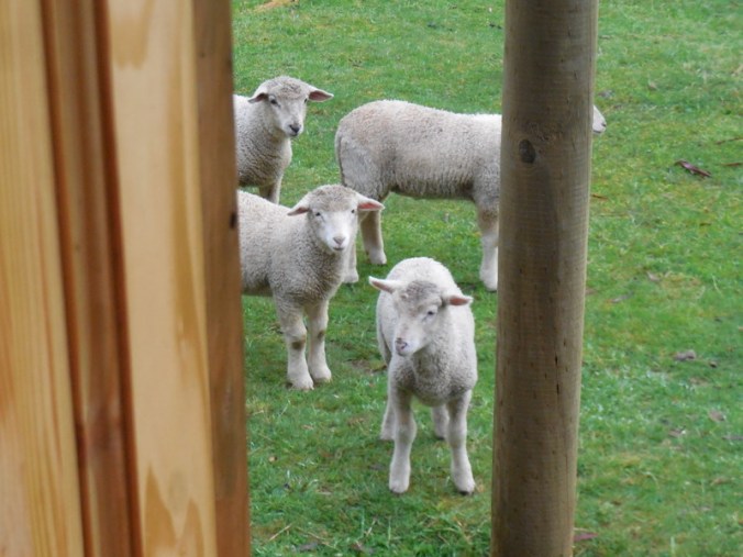 Morning crew at our cabana