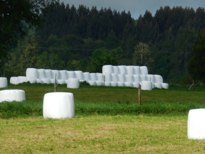 Morning marshmellows