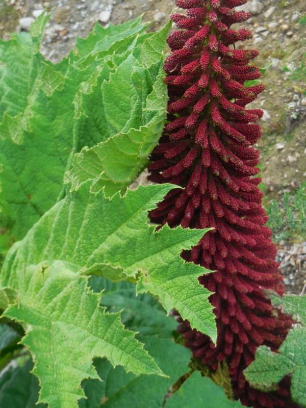 Nalca, wild rhubarb 3