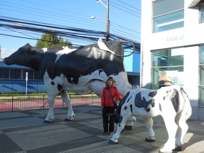 Nancy in Osorno - farm and dairy country