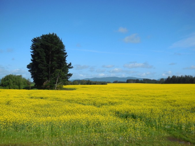 Rap seed, we thinkg 1