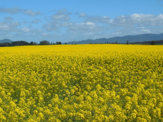 Rap seed, we thinkg 2