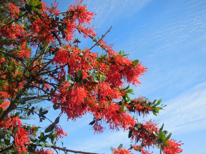 Red flower tree 1