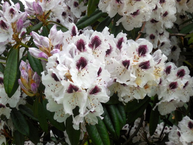Rhododendron 1