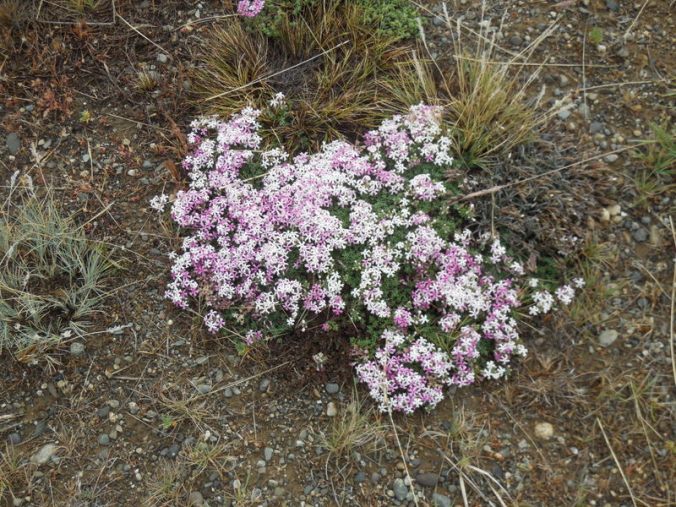 Flowers of Argentina 1