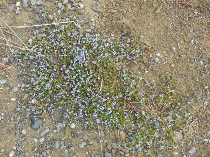 Flowers of Argentina 2