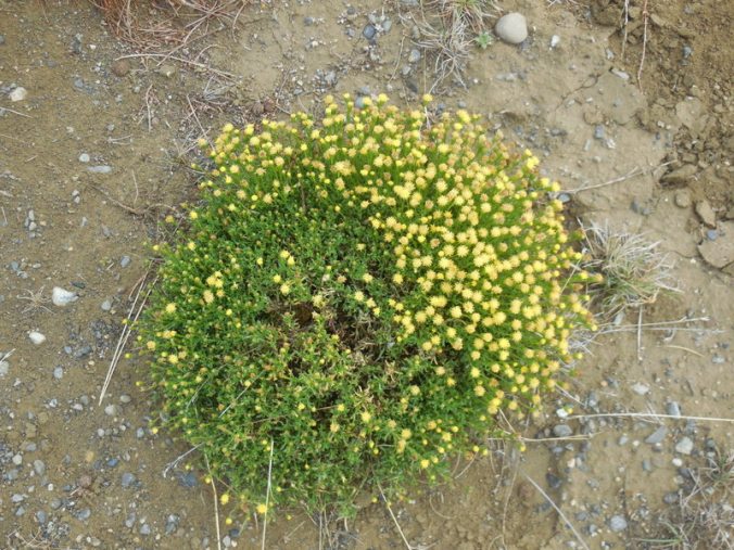 Flowers of Argentina 3