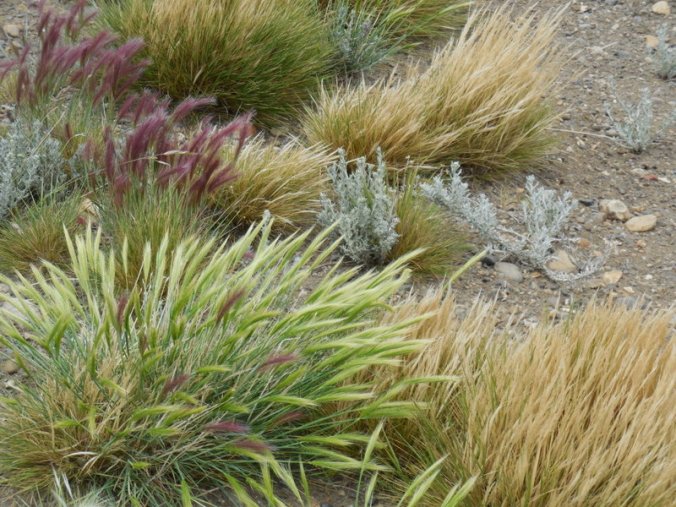 Grasses 1