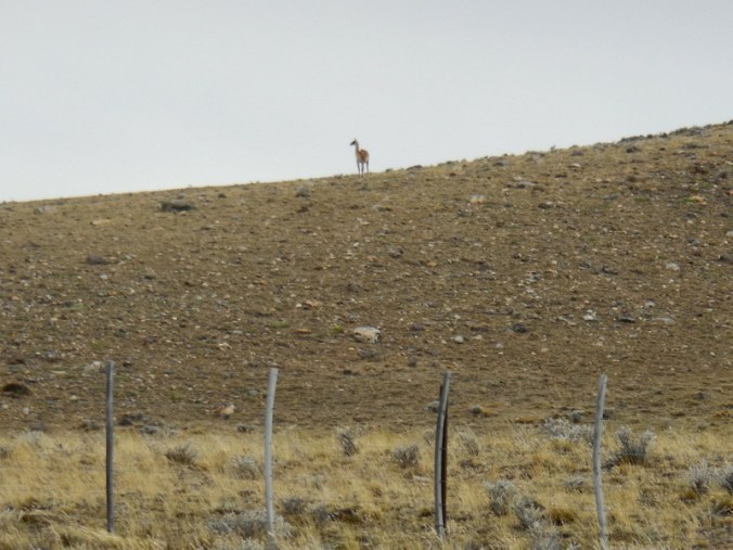 Guanaco 3