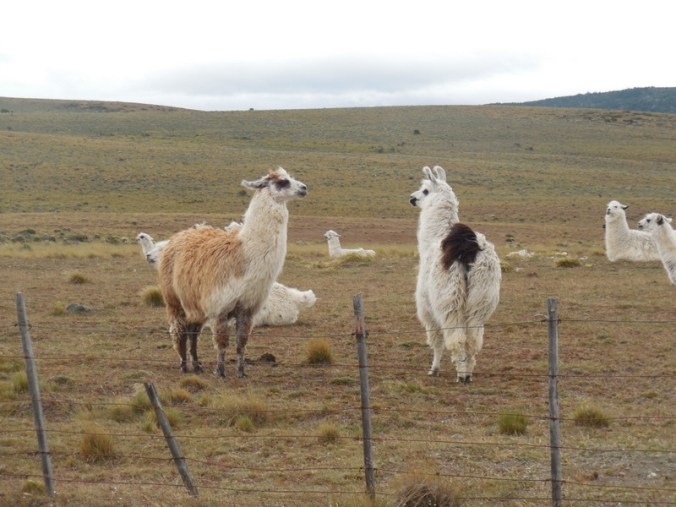 Llamas