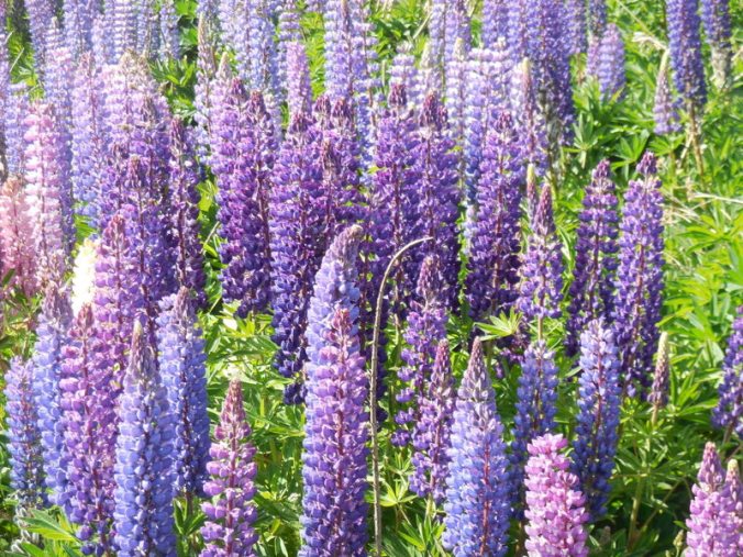 Lupine 1 (2)