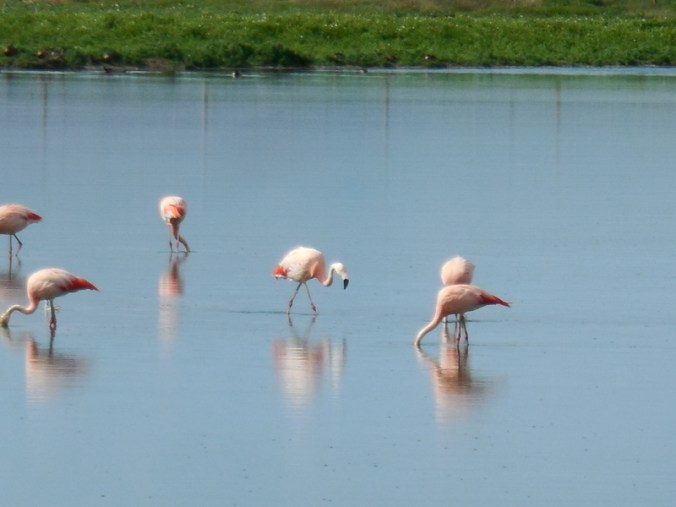 Pink flamingos 8