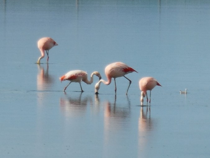 Pink flamingos 9
