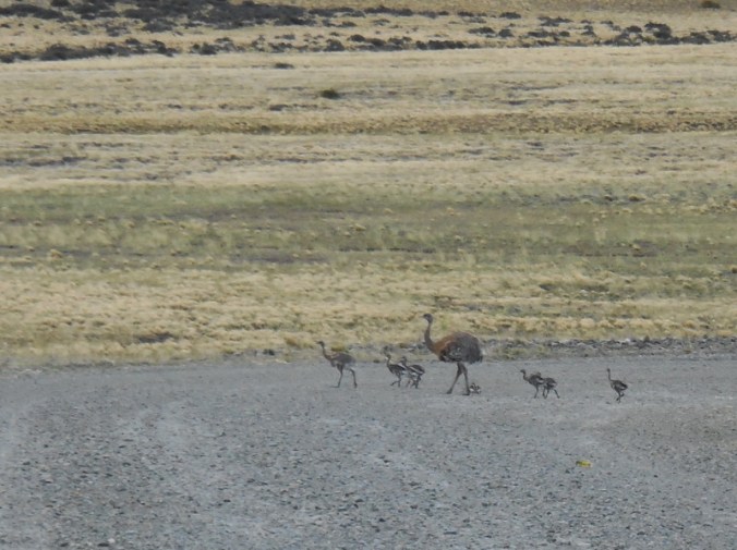 Rhea and chicks 2