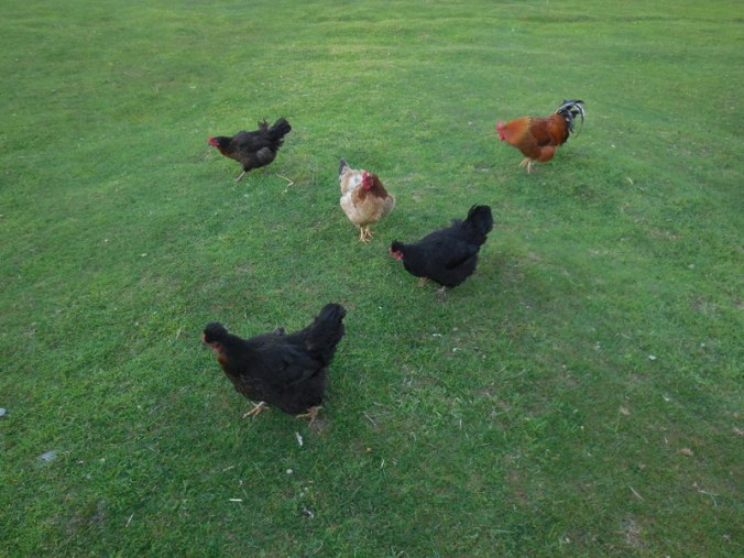 Chooks at the campground