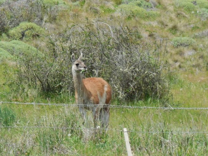Guanaco 2