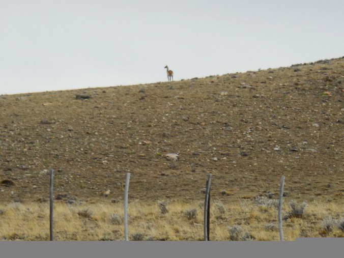Guanaco 3