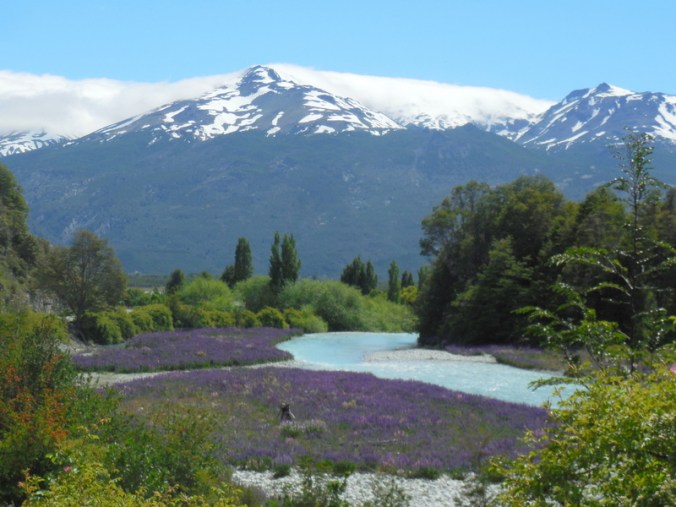 Lupine and mountains 2