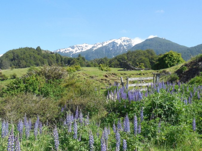 Lupine and mountains 3